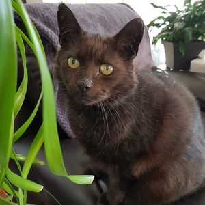 Meet your Posher, Sharon